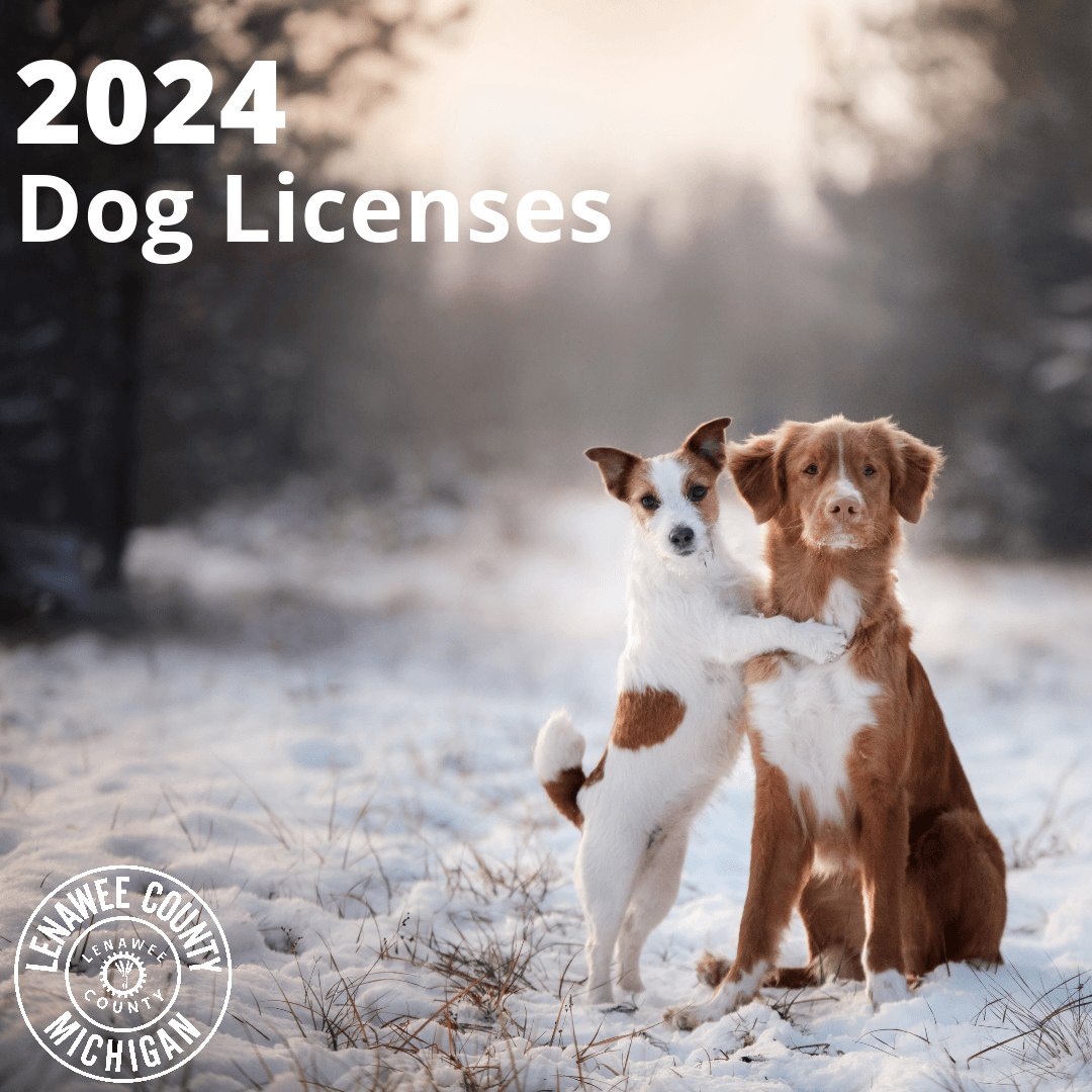 Dog Licenses