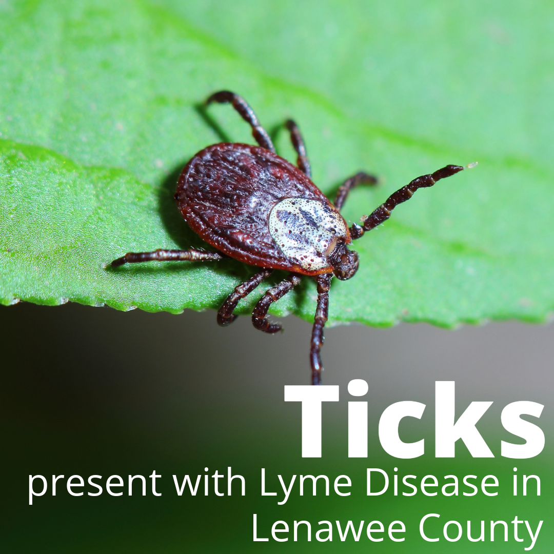 Ticks Present with Lyme Disease in Lenawee County